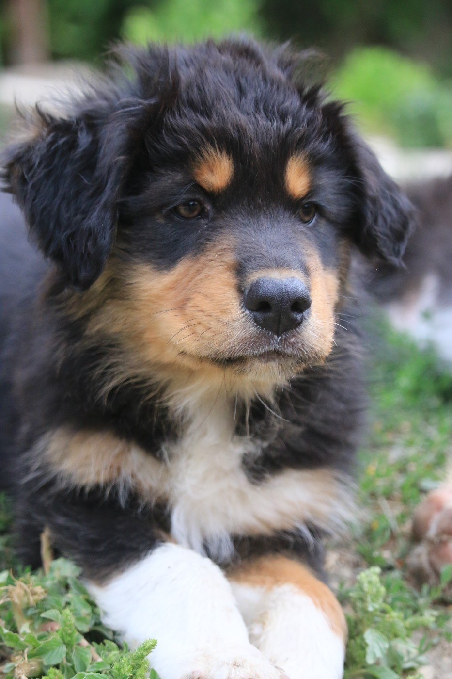 du clos de mélie - Chiots disponibles - Berger Australien