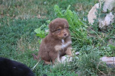 BALOU