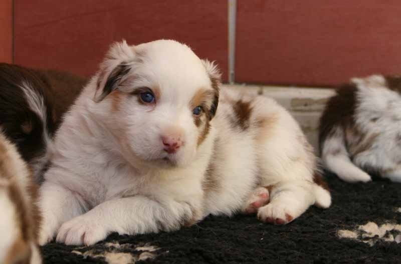 du clos de mélie - Berger Australien - Portée née le 13/03/2010